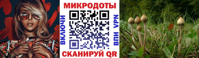 Галлюциногенные грибы мухоморы  купить наркотик  Горно-Алтайск 