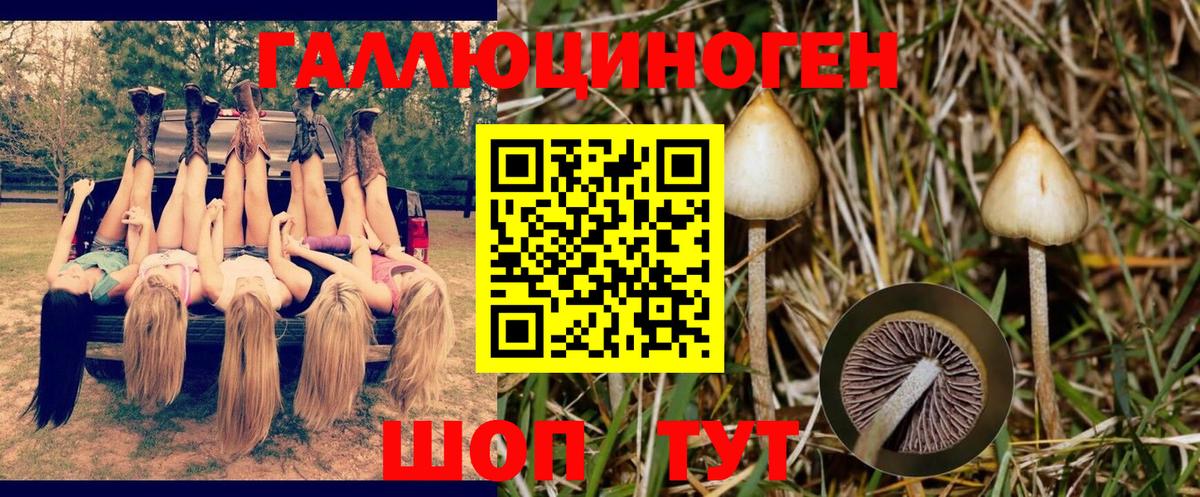 Галлюциногенные грибы Cubensis  где купить наркоту  Горно-Алтайск  Псилоцибиновые грибы Psilocybine cubensis  Вход с VPN 